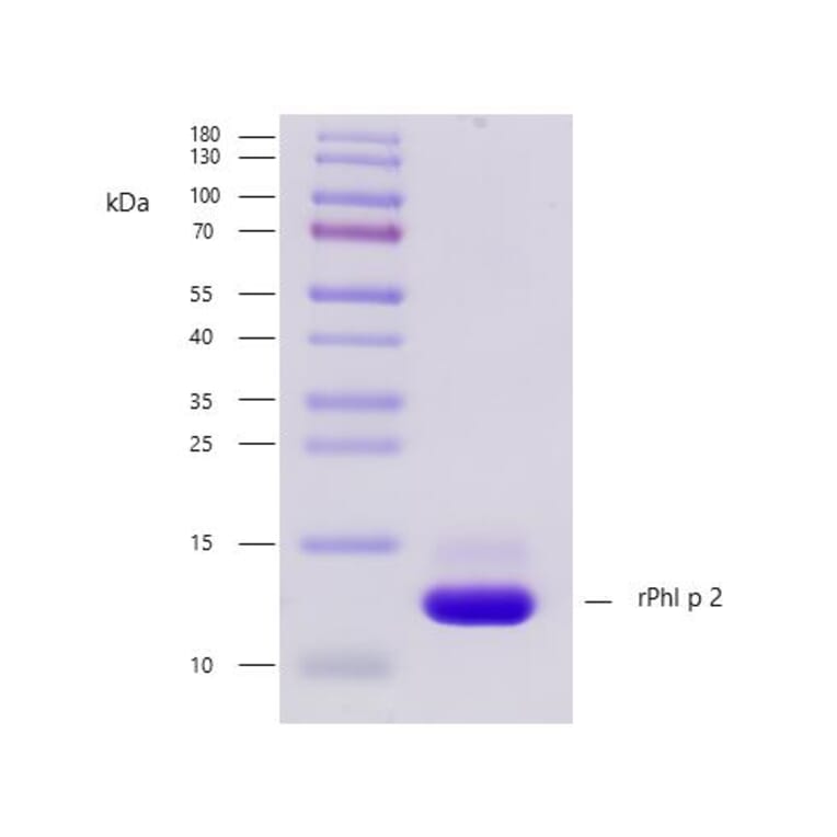 SDS-PAGE - Recombinant Phl p 2 (2.0101) Protein (A242927) - Antibodies.com