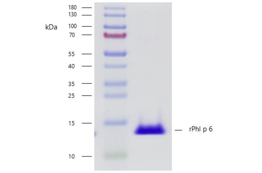 SDS-PAGE - Recombinant Phl p 6 (6.0101) Protein (A242928) - Antibodies.com