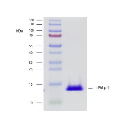 SDS-PAGE - Recombinant Phl p 6 (6.0101) Protein (A242928) - Antibodies.com