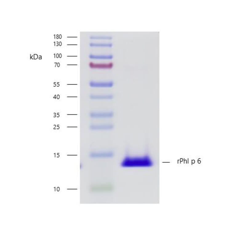 SDS-PAGE - Recombinant Phl p 6 (6.0101) Protein (A242928) - Antibodies.com