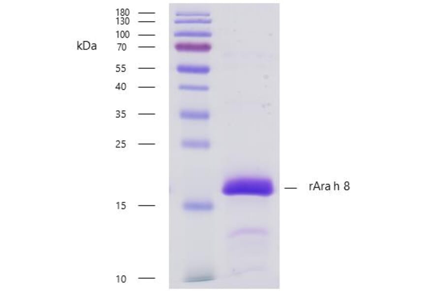 SDS-PAGE - Recombinant Ara h 8 (8.0101) Protein (A242929) - Antibodies.com