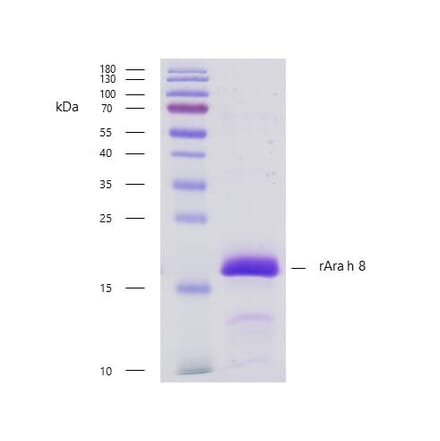 SDS-PAGE - Recombinant Ara h 8 (8.0101) Protein (A242929) - Antibodies.com