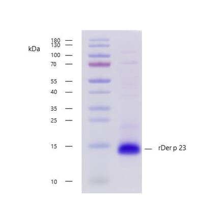 SDS-PAGE - Recombinant Der p 23 (23.0101) Protein (A242930) - Antibodies.com