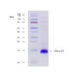 SDS-PAGE - Recombinant Der p 23 (23.0101) Protein (A242930) - Antibodies.com