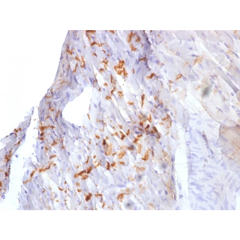 Immunohistochemistry - Anti-N Cadherin Antibody [8C11] (A248055) - Antibodies.com