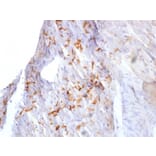 Immunohistochemistry - Anti-N Cadherin Antibody [8C11] (A248055) - Antibodies.com