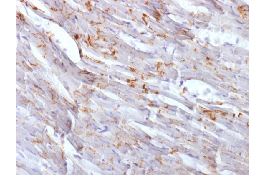 Immunohistochemistry - Anti-N Cadherin Antibody [CDH2/1573] (A248056) - Antibodies.com
