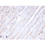 Immunohistochemistry - Anti-N Cadherin Antibody [CDH2/3874R] (A248058) - Antibodies.com