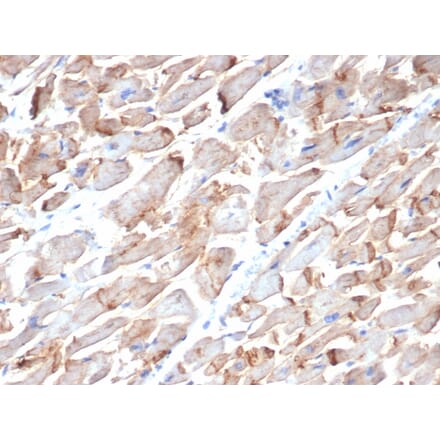Immunohistochemistry - Anti-N Cadherin Antibody [MNCD2] (A248060) - Antibodies.com