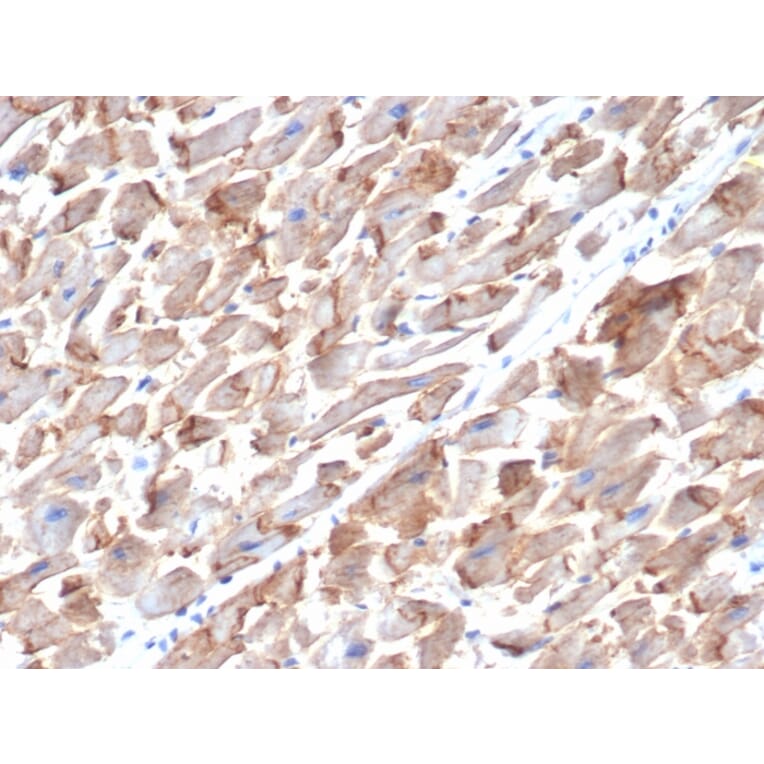 Immunohistochemistry - Anti-N Cadherin Antibody [MNCD2] (A248059) - Antibodies.com