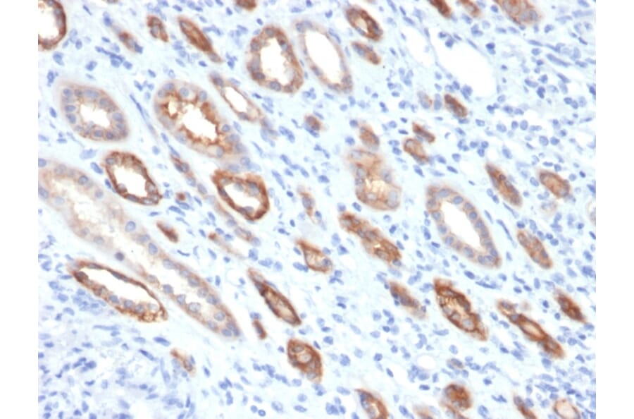 Immunohistochemistry - Anti-Occludin Antibody [OCLN/2181] (A248062) - Antibodies.com