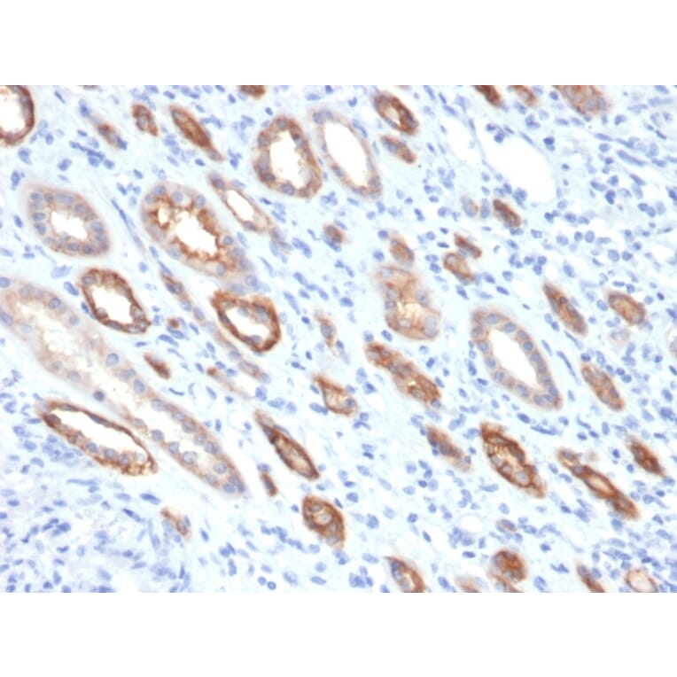 Immunohistochemistry - Anti-Occludin Antibody [OCLN/2181] (A248062) - Antibodies.com