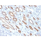 Immunohistochemistry - Anti-Occludin Antibody [OCLN/2181] (A248062) - Antibodies.com
