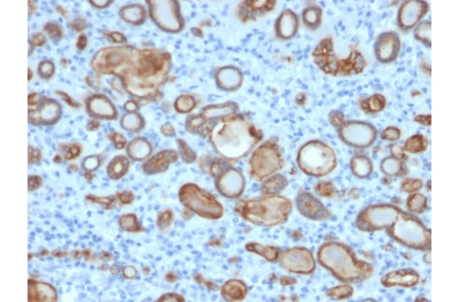 Immunohistochemistry - Anti-Occludin Antibody [OCLN/2181] (A248063) - Antibodies.com