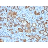 Immunohistochemistry - Anti-Occludin Antibody [OCLN/2181] (A248063) - Antibodies.com