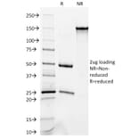 SDS-PAGE - Anti-Occludin Antibody [OCLN/2181] (A248063) - Antibodies.com
