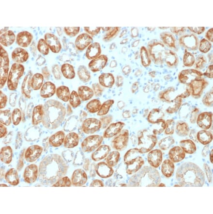 Immunohistochemistry - Anti-Occludin Antibody [OCLN/2183] (A248064) - Antibodies.com