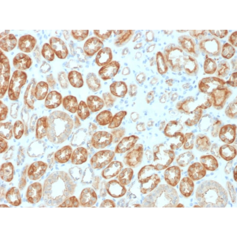 Immunohistochemistry - Anti-Occludin Antibody [OCLN/2183] (A248064) - Antibodies.com