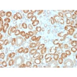 Immunohistochemistry - Anti-Occludin Antibody [OCLN/2183] (A248064) - Antibodies.com