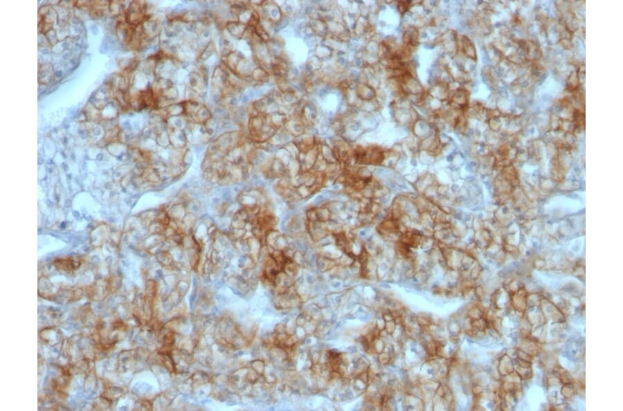 Immunohistochemistry - Anti-Cadherin 16 Antibody [CDH16/1071] (A248065) - Antibodies.com