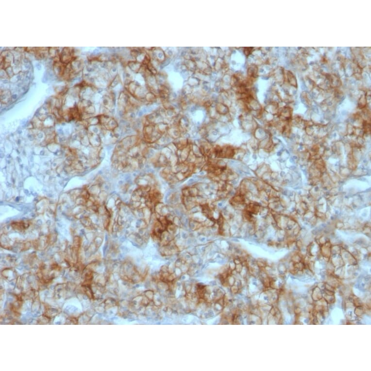 Immunohistochemistry - Anti-Cadherin 16 Antibody [CDH16/1071] (A248065) - Antibodies.com