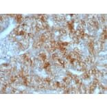 Immunohistochemistry - Anti-Cadherin 16 Antibody [CDH16/1071] (A248065) - Antibodies.com