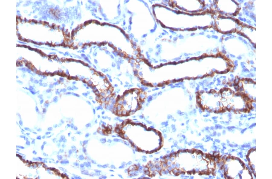 Immunohistochemistry - Anti-Cadherin 16 Antibody [CDH16/1071] (A248065) - Antibodies.com