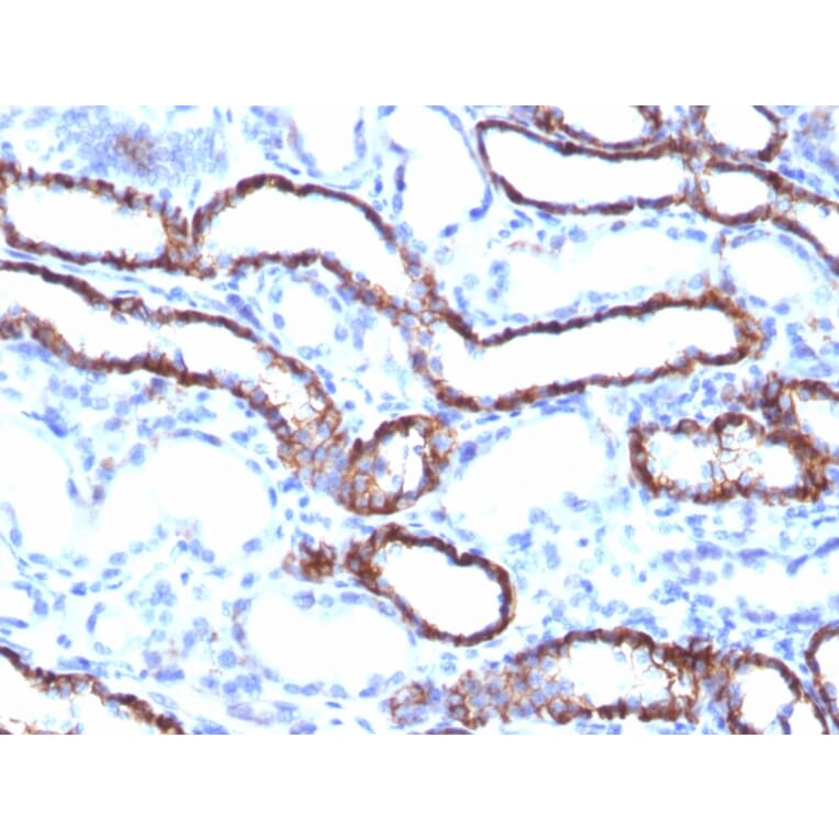 Immunohistochemistry - Anti-Cadherin 16 Antibody [CDH16/1071] (A248065) - Antibodies.com