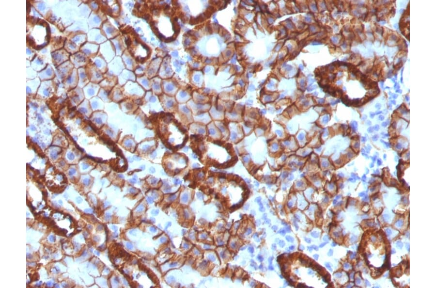 Immunohistochemistry - Anti-Cadherin 16 Antibody [CDH16/1071] (A248065) - Antibodies.com