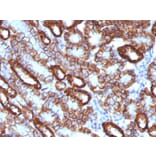 Immunohistochemistry - Anti-Cadherin 16 Antibody [CDH16/1071] (A248065) - Antibodies.com