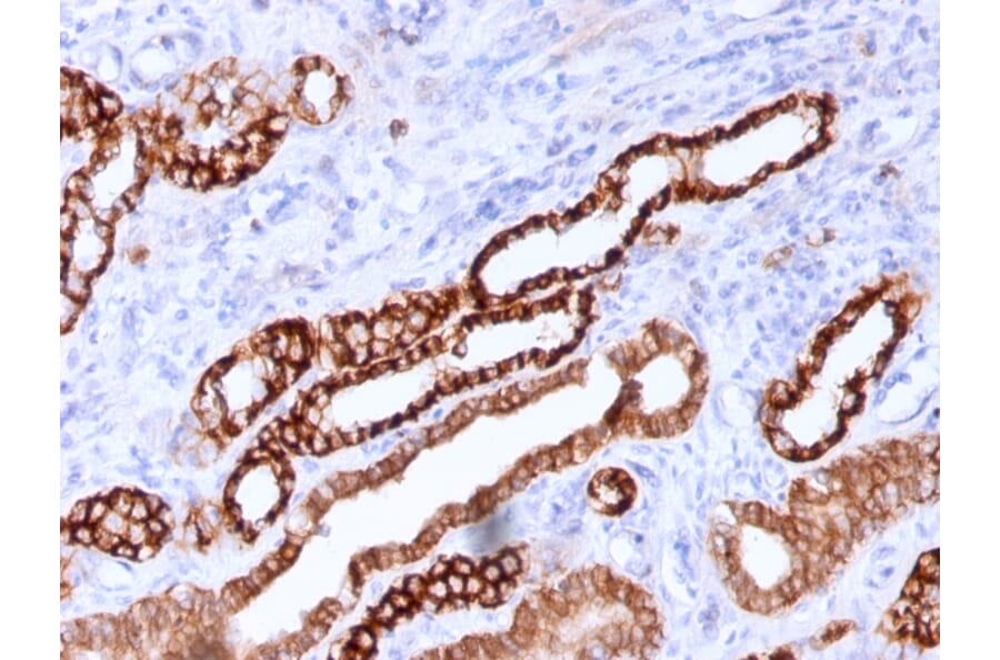Immunohistochemistry - Anti-Cadherin 16 Antibody [CDH16/1071] (A248065) - Antibodies.com