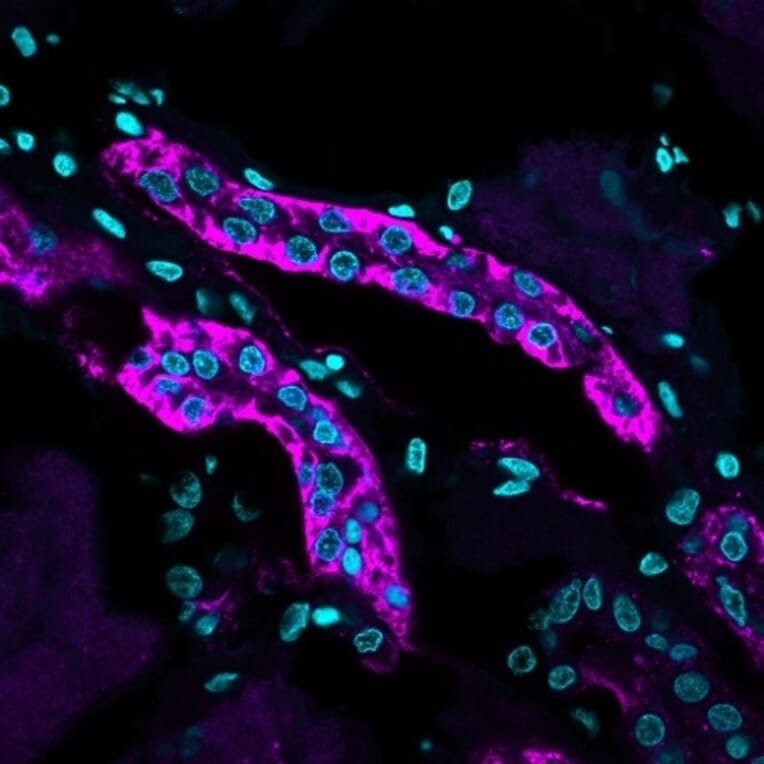 Immunohistochemistry - Anti-Cadherin 16 Antibody [CDH16/1071] (A248065) - Antibodies.com