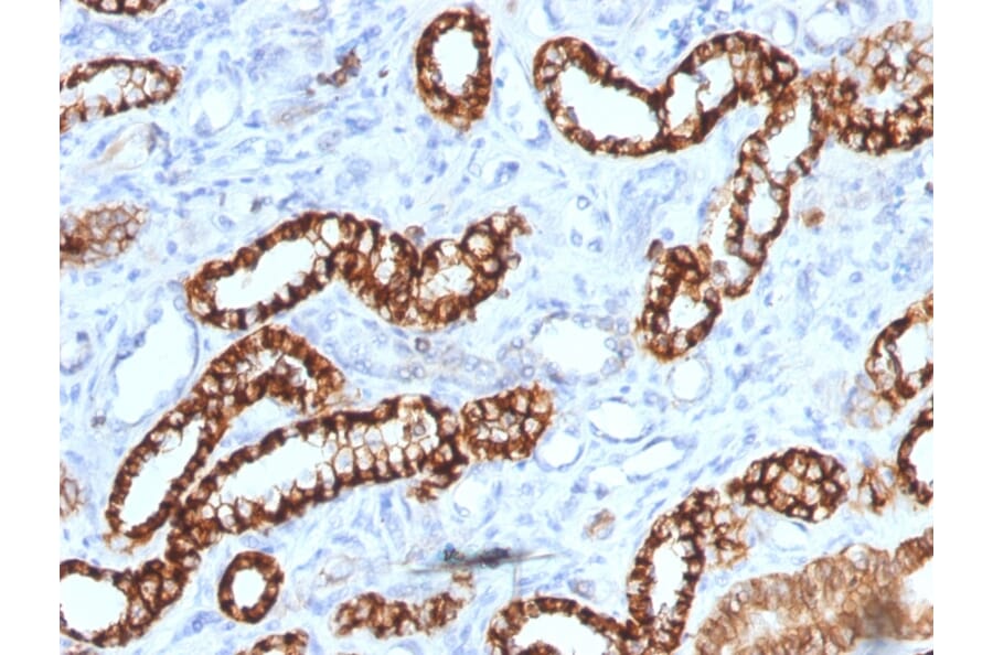 Immunohistochemistry - Anti-Cadherin 16 Antibody [rCDH16/1071] (A248067) - Antibodies.com