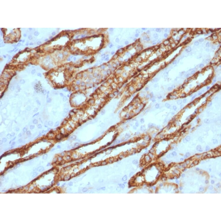 Immunohistochemistry - Anti-Cadherin 16 Antibody (A248070) - Antibodies.com