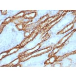 Immunohistochemistry - Anti-Cadherin 16 Antibody (A248070) - Antibodies.com