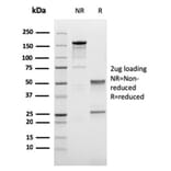SDS-PAGE - Anti-LI Cadherin Antibody [CDH17/2616] (A248073) - Antibodies.com