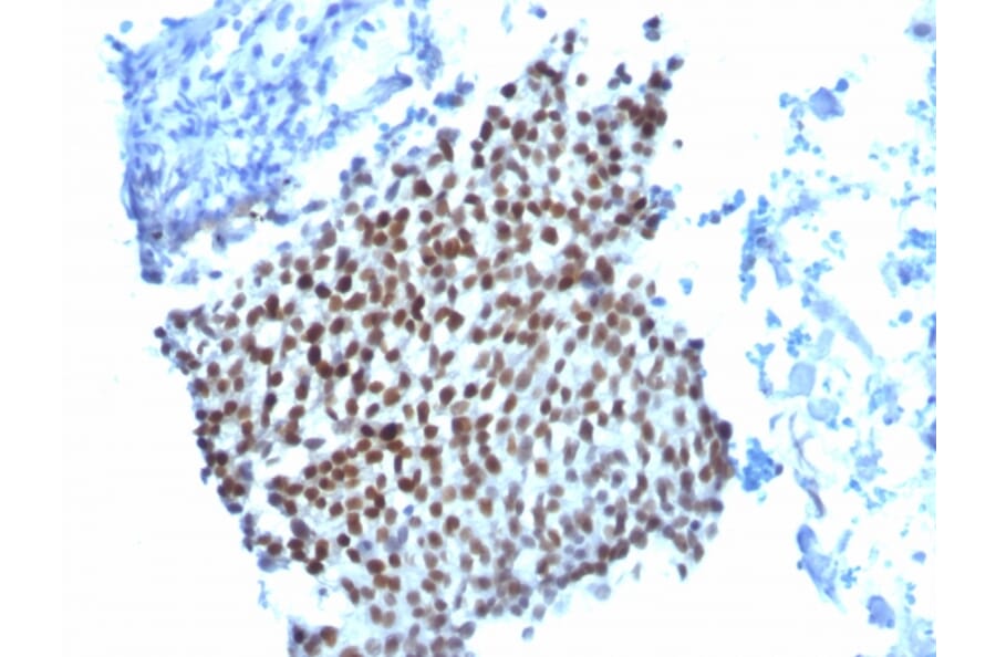 Immunohistochemistry - Anti-p21 Antibody [WA-1] (A248082) - Antibodies.com