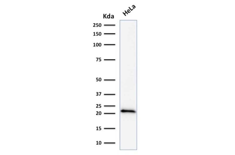 Western Blot - Anti-p21 Antibody [DCS-60.2] (A248084) - Antibodies.com