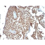 Immunohistochemistry - Anti-p21 Antibody [SPM306] (A248084) - Antibodies.com