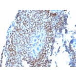 Immunohistochemistry - Anti-p21 Antibody [CIP1/823] (A248086) - Antibodies.com