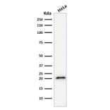 Western Blot - Anti-p21 Antibody [CIP1/823] (A248086) - Antibodies.com