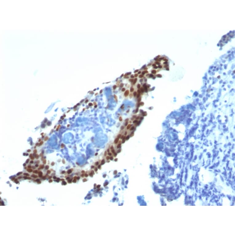 Immunohistochemistry - Anti-p21 Antibody [HJ21] (A248086) - Antibodies.com