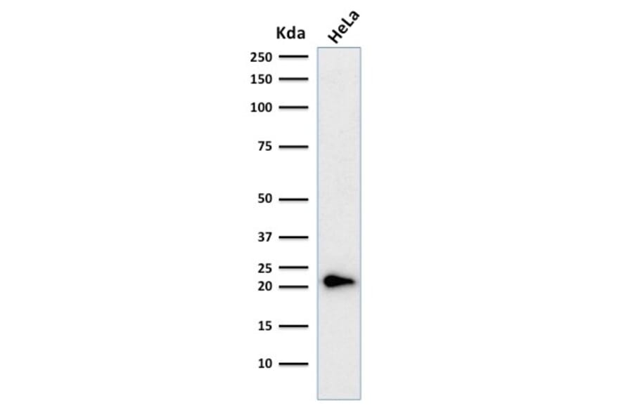 Western Blot - Anti-p21 Antibody [CIP1/823 + DCS-60.2] (A248088) - Antibodies.com