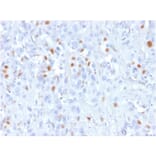 Immunohistochemistry - Anti-p21 Antibody [rCIP1/823] (A248088) - Antibodies.com