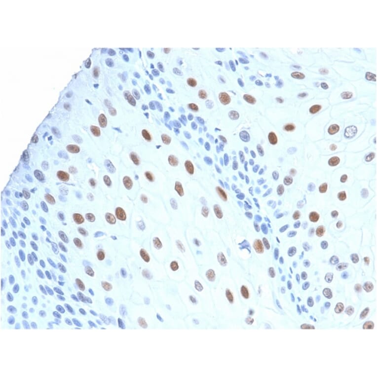 Immunohistochemistry - Anti-p21 Antibody [CIP1/2275R] (A248091) - Antibodies.com