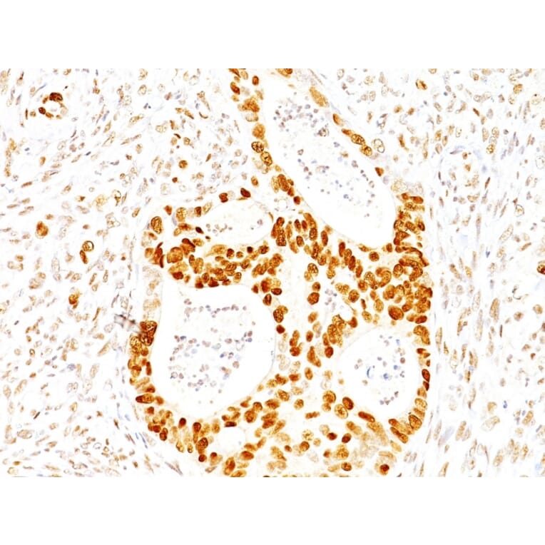 Immunohistochemistry - Anti-p27 KIP 1 Antibody [SX53G8] (A248094) - Antibodies.com