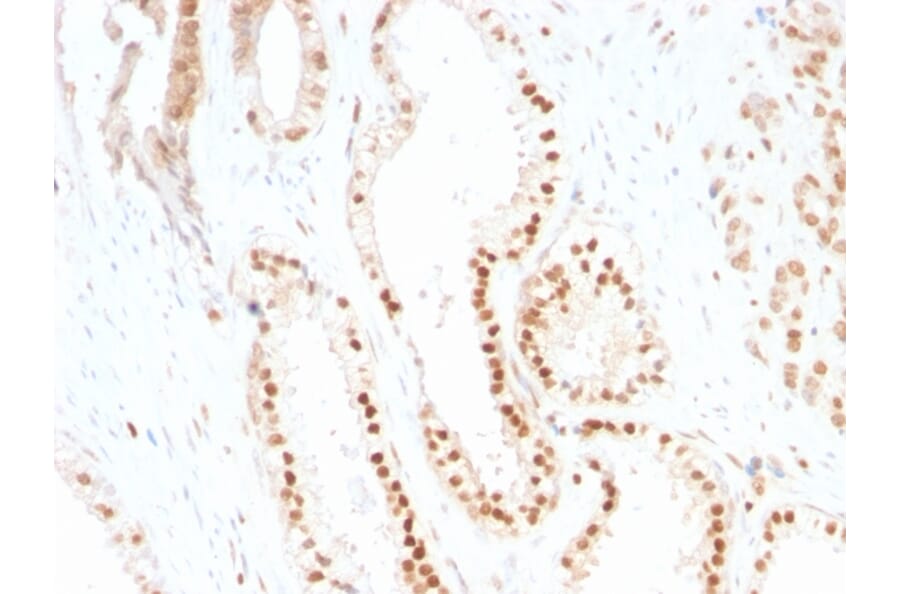 Immunohistochemistry - Anti-p27 KIP 1 Antibody [SX53G8] (A248094) - Antibodies.com