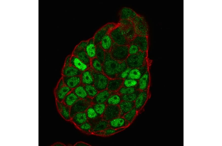 Immunofluorescence - Anti-p27 KIP 1 Antibody [SX53G8] (A248094) - Antibodies.com