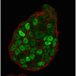 Immunofluorescence - Anti-p27 KIP 1 Antibody [SX53G8] (A248094) - Antibodies.com