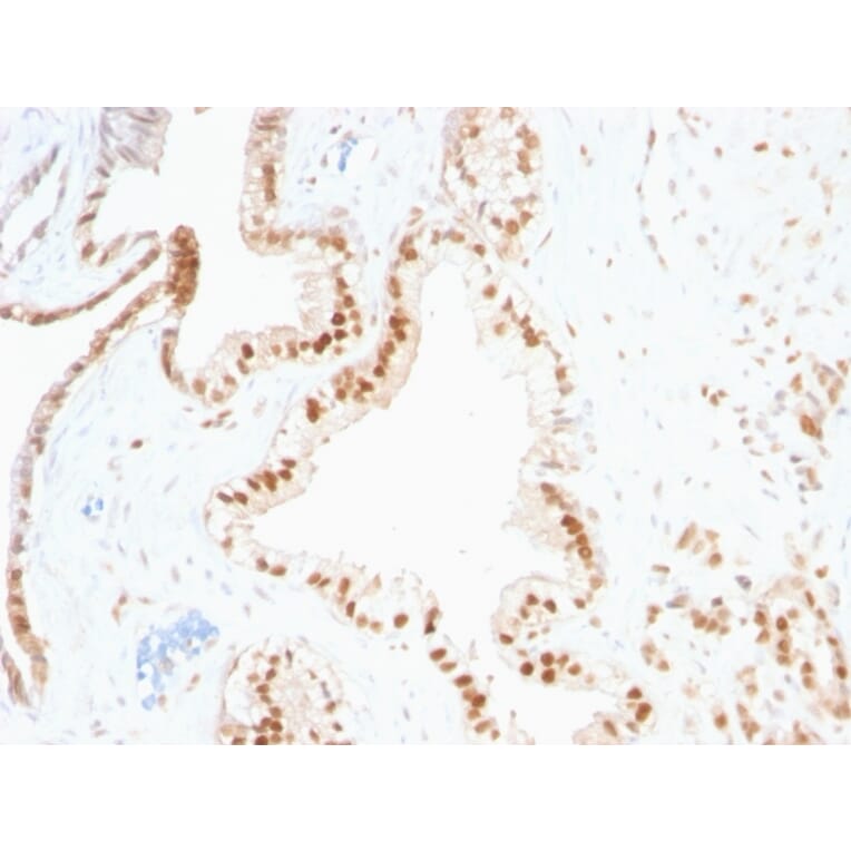 Immunohistochemistry - Anti-p27 KIP 1 Antibody [SPM348] (A248095) - Antibodies.com